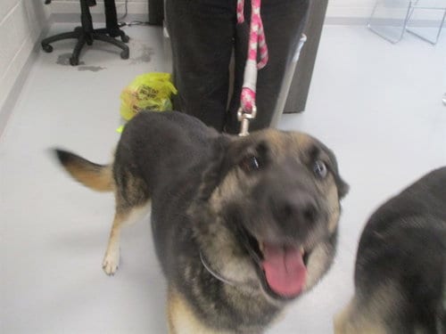 Photo of Bear, adoptable Siberian Husky in Ocala, Florida