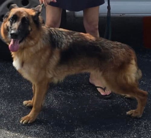 Photo of Scarlett, adoptable German Shepherd Dog in SKOKIE, Illinois