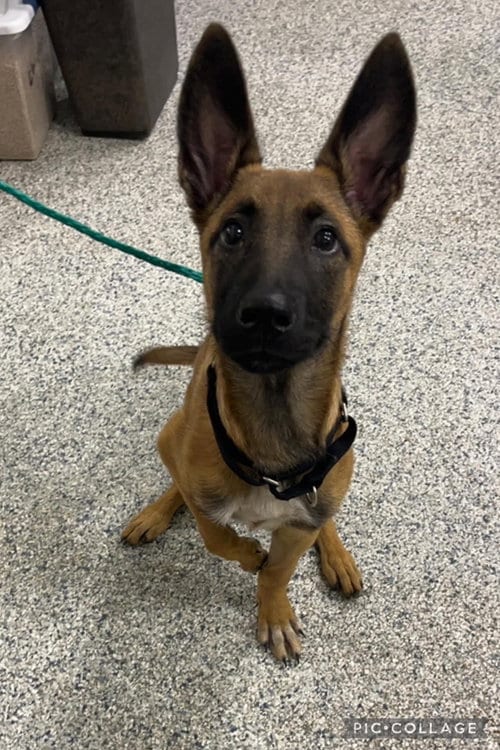 Photo of Reggie located, adoptable Belgian Shepherd Malinois in Imlay City, Michigan