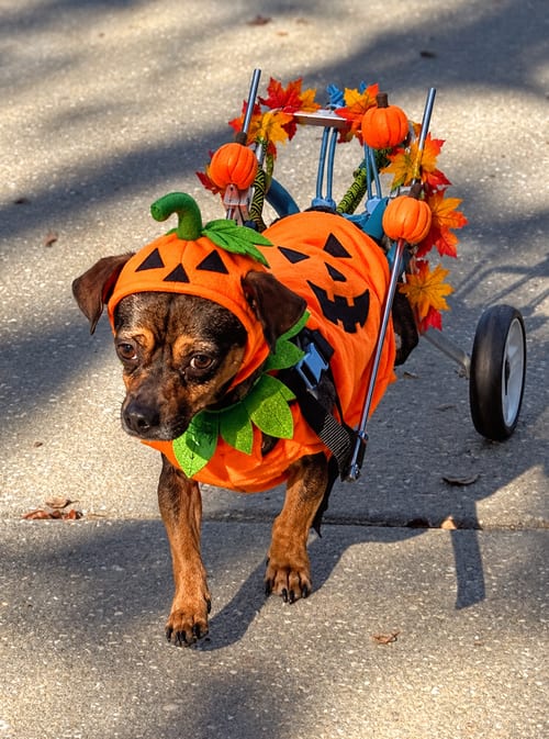 Photo of Coyote, adoptable Terrier in oakland, Florida