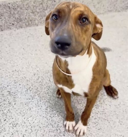 Photo of Espurr, adoptable Plott Hound in Houston, Texas