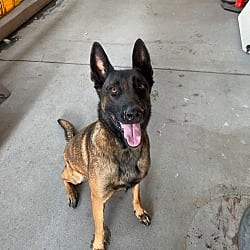 Photo of Gemma - Located in Utah, adoptable Belgian Malinois in Imlay City, Michigan