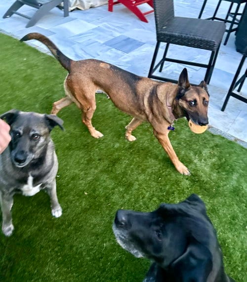 Photo of Jessie, adoptable German Shepherd Dog in La Grange, North Carolina