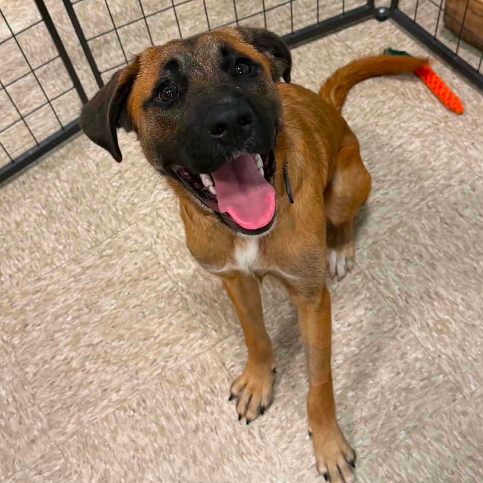Photo of Lola Bunny, adoptable Mixed Breed (Medium)