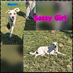 Photo of Sassy Girl, adoptable Mixed Breed (Medium) in Blountville, Tennessee