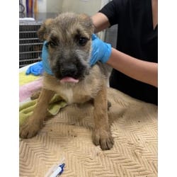 Photo of Tommy, adoptable Terrier (Unknown Type, Medium) in Jurupa Valley, California