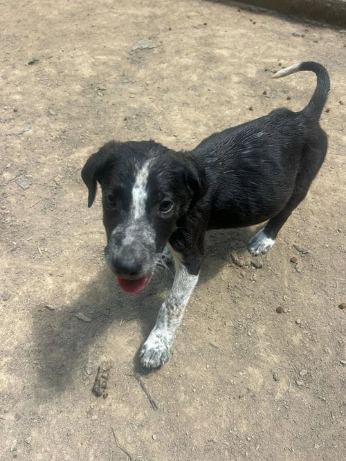 Photo of BRE Paws : Brecken, adoptable Australian Shepherd in Aurora, Indiana