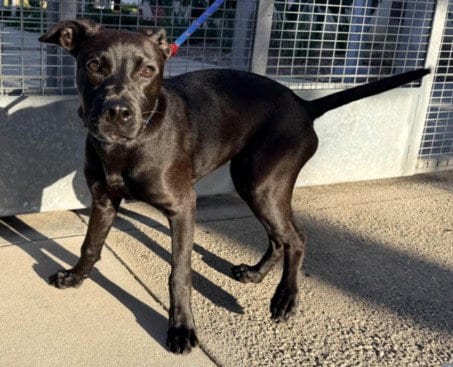 Photo of Scout, adoptable Pit Bull Terrier in San Pedro, California