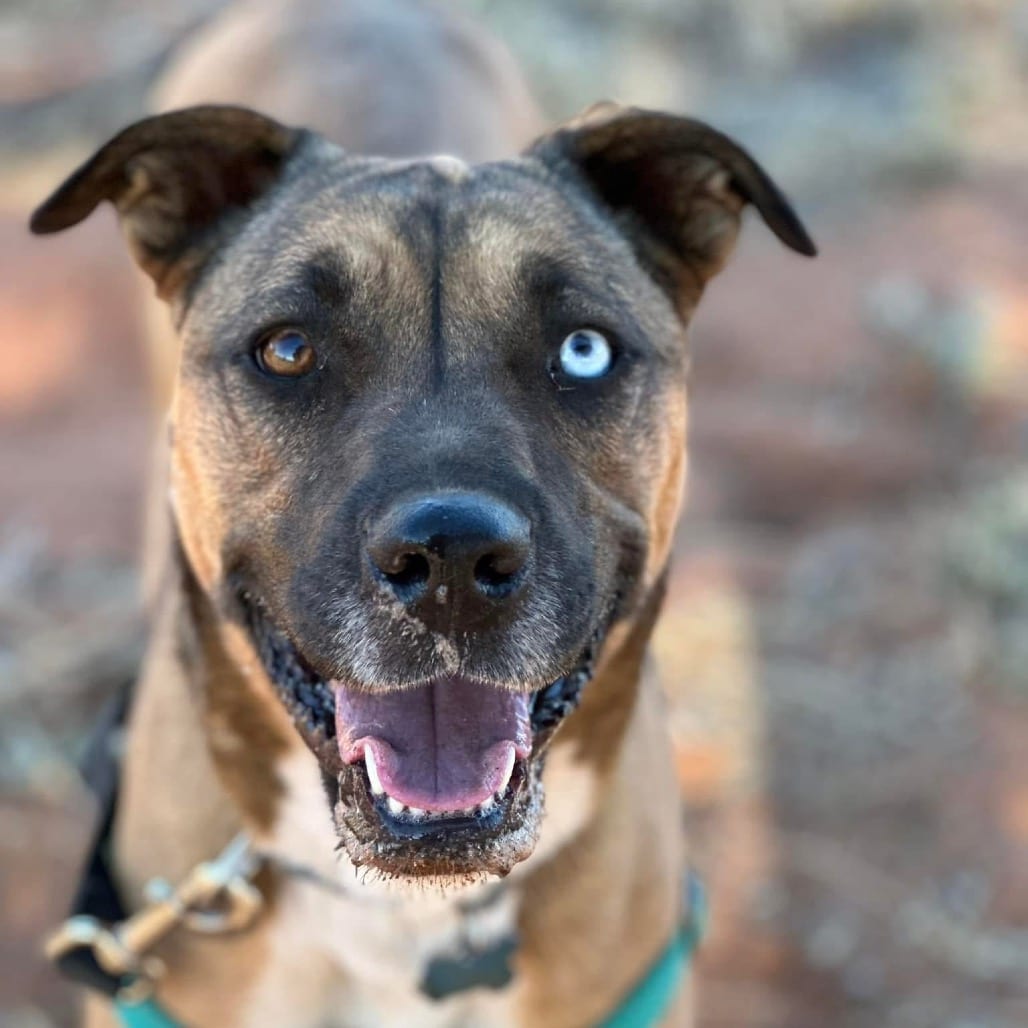 Photo of Chickadee, adoptable Retriever, Labrador / Shepherd in Kanab, Utah