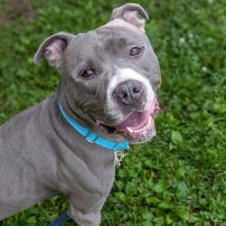 Photo of Rocky, adoptable Mixed Breed (Medium) in Syracuse, New York