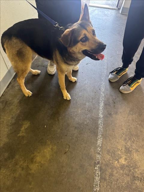 Photo of Lily, adoptable German Shepherd Dog in Los Angeles, California
