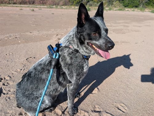 Photo of Nessy, adoptable Australian Cattle Dog/Blue Heeler in Albuquerque, New Mexico