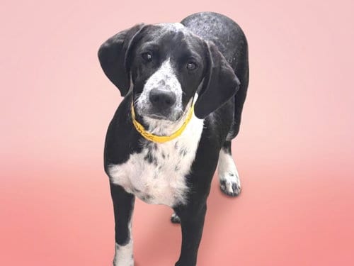 Photo of Louise, adoptable Pointer in San Pedro, California