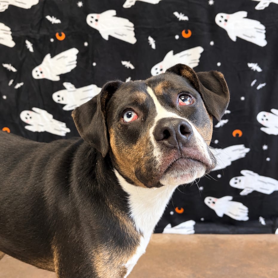 Photo of Windy, adoptable Mixed Breed (Medium) / Terrier, Pit Bull in Riverwoods, Illinois