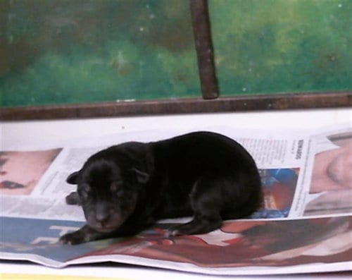 Photo of Clefairy, adoptable German Shepherd Dog in Houston, Texas