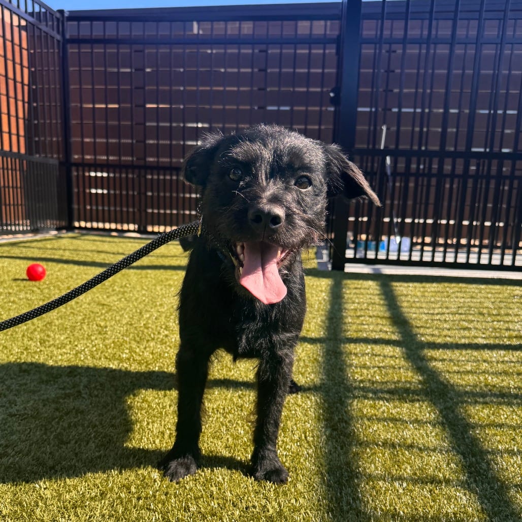 Photo of Skuttle, adoptable Terrier / Mix in Spartanburg, South Carolina