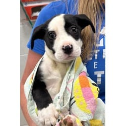 Photo of Missy, adoptable Mixed Breed (Medium) in Kansas City, Missouri