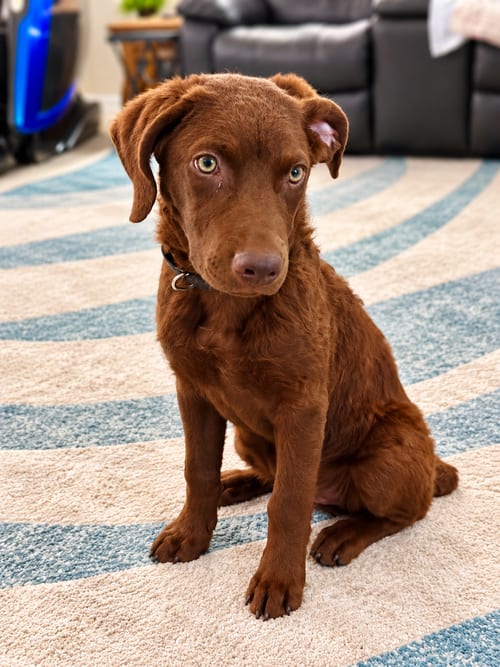 Photo of Brooklyn, adoptable Chesapeake Bay Retriever in West Des Moines, Iowa