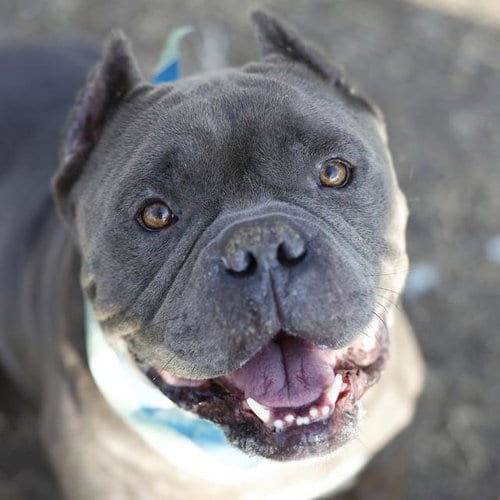 Photo of Raulito Babadido, adoptable American Staffordshire Terrier in San Antonio, Texas