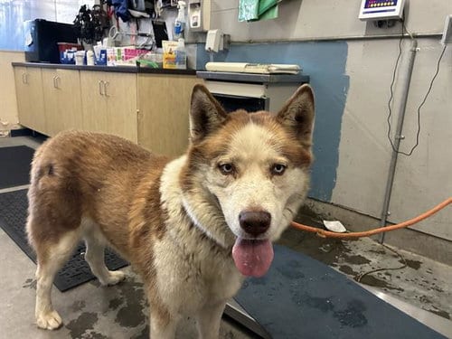 Photo of Sweet Potato, adoptable Siberian Husky in Camarillo, California