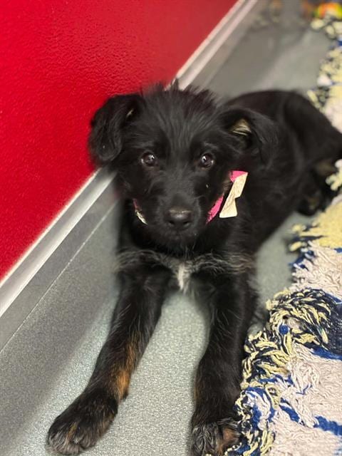 Photo of Ella, adoptable Cairn Terrier in Visalia, California