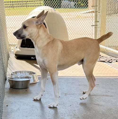 Photo of Senco, adoptable Terrier in Burnsville, North Carolina