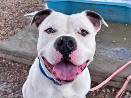 Photo of Frosty, adoptable dog in Georgetown, Texas