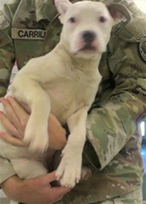 Photo of A481038, adoptable American Bulldog in Oklahoma City, Oklahoma