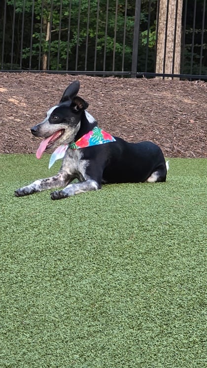 Photo of Evie, adoptable dog in Atlanta, Georgia