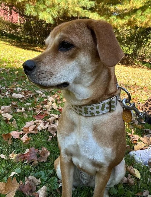 Photo of Bella (AL), adoptable Beagle in New York, New York