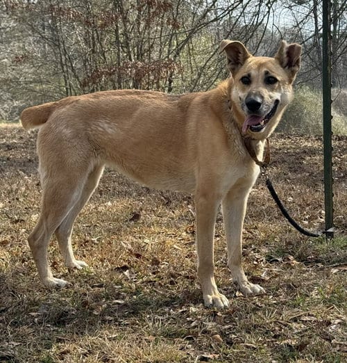 Photo of Skye, adoptable German Shepherd Dog in Attalka, Alabama