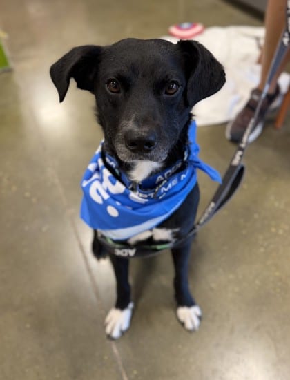 Photo of Chef (in Foster), adoptable Retriever in New Orleans, Louisiana