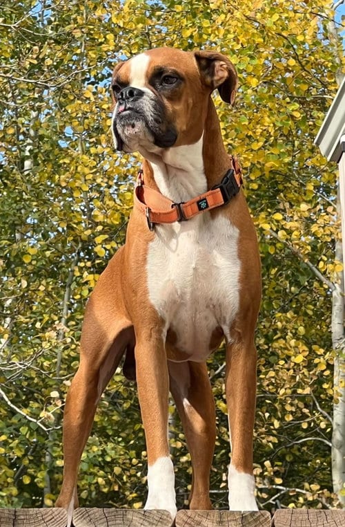 Photo of Thanos, adoptable Boxer in Owatonna, Minnesota