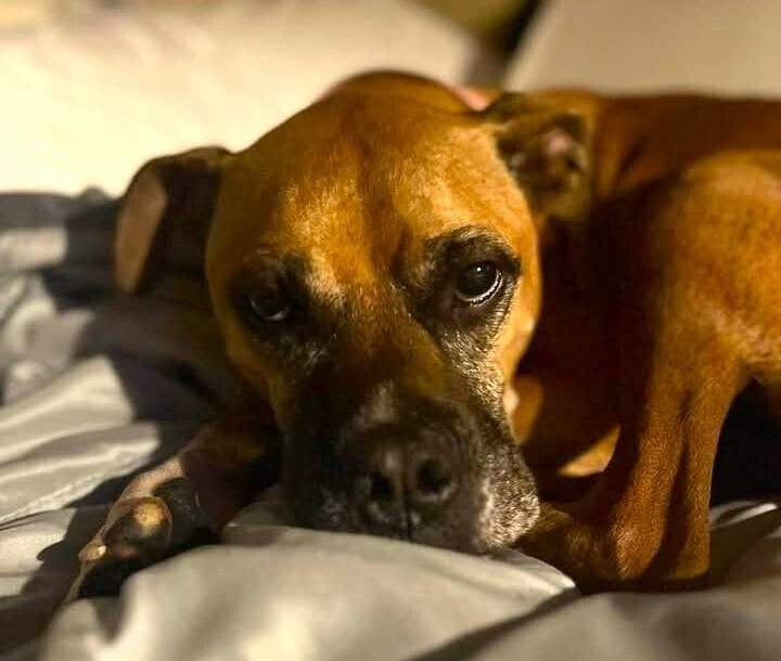 Photo of Kirby, adoptable Boxer in Austin, Texas