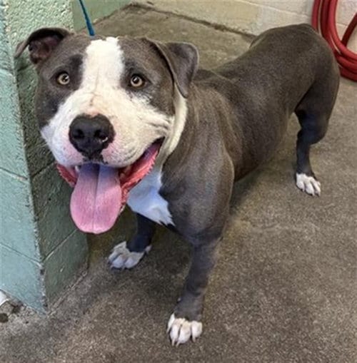 Photo of Bruce, adoptable Pit Bull Terrier in Sacramento, California