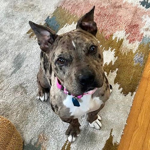 Photo of Fontana, adoptable Unknown breed in Oakland, California