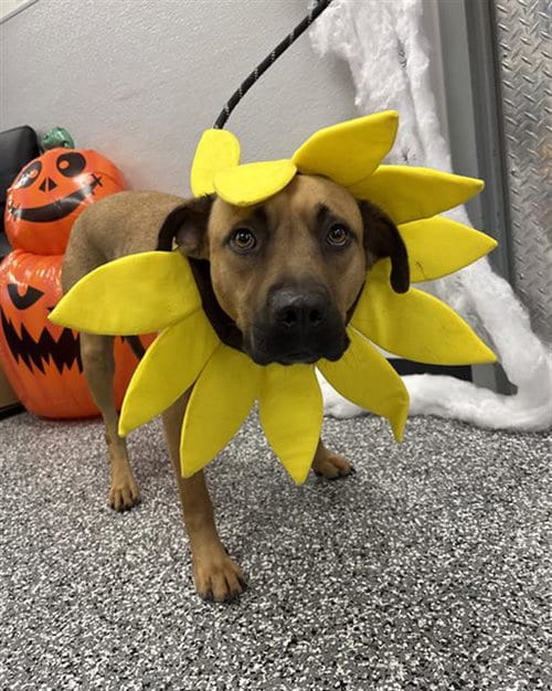 Photo of Deacon, adoptable Black Mouth Cur in Rosenberg, Texas