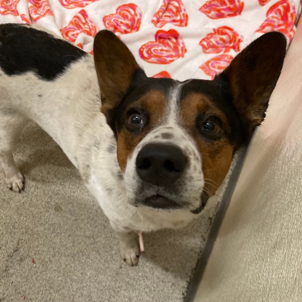 Photo of Toga, adoptable Cattle Dog, Australian (Blue Heeler) / Mixed Breed (Medium) in Ballston Spa, New York