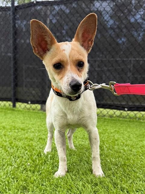 Photo of Delilah, adoptable Jack Russell Terrier (Parson Russell Terrier) in Naples, Florida