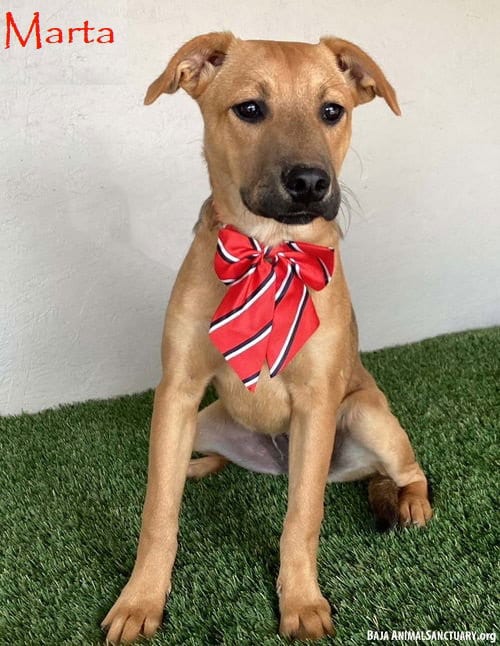Photo of Marta, adoptable Black Mouth Cur in San Diego, California