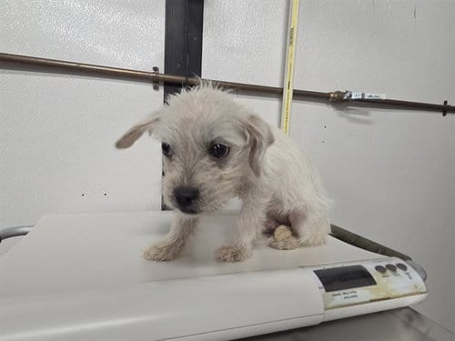 Photo of Billy, adoptable Terrier in Panama City, Florida