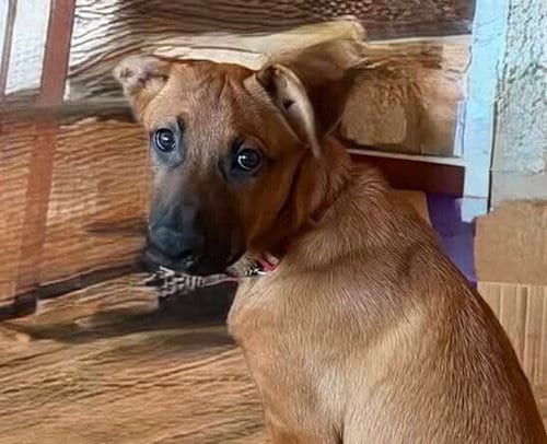 Photo of Flower Patch Litter Paintbrush - Located in TX, adoptable Belgian Shepherd Malinois in Imlay City, Michigan
