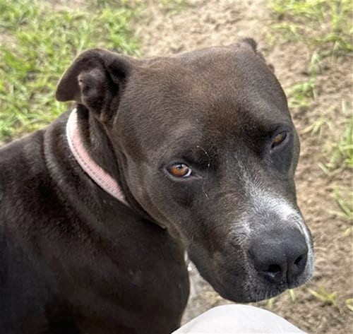 Photo of Maple, adoptable American Pit Bull Terrier in Ocala, Florida