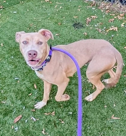 Photo of Juanita, adoptable dog in Baltimore, Maryland