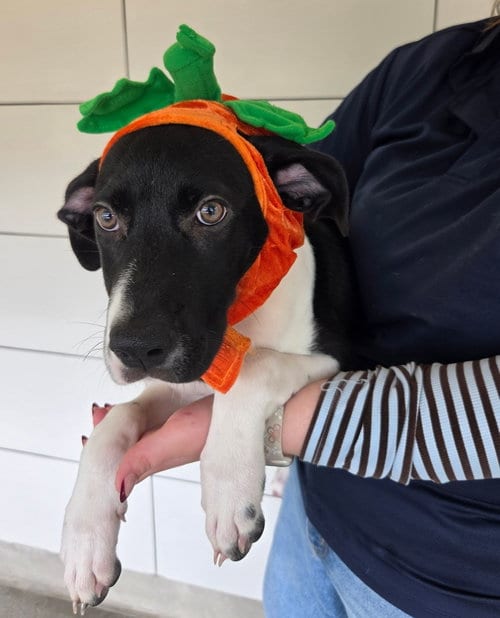 Photo of Zara, adoptable Unknown breed in Rancho Santa Fe, California