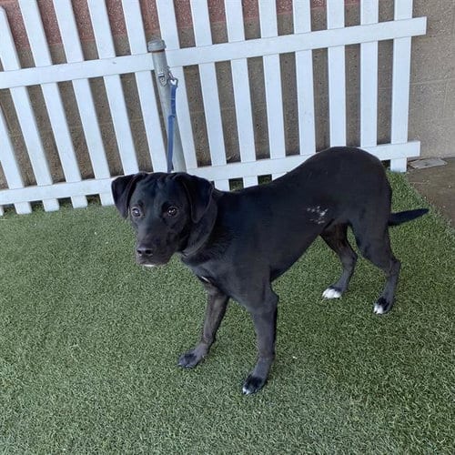 Photo of Mogli, adoptable Collie in Modesto, California