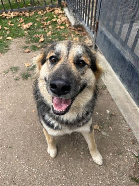 Photo of Bellie, adoptable German Shepherd Dog in Riverside, California