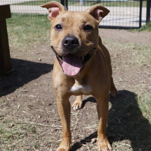 Photo of Nami, adoptable American Staffordshire Terrier in San Antonio, Texas
