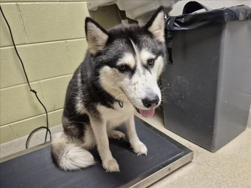 Photo of Savannah, adoptable Husky in Chapel Hill, North Carolina