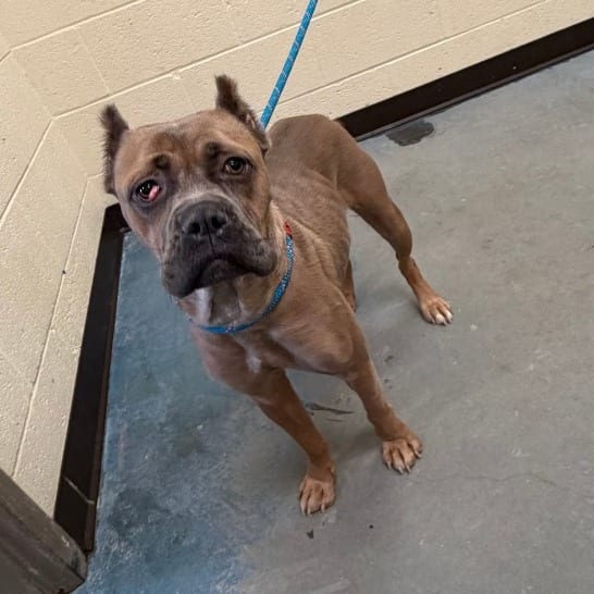 Photo of Eevee, adoptable dog
